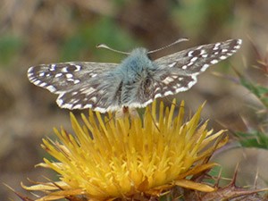 Dusted upperside of a presumed Southern Grizzled Skipper - Pyrgus malvoides © John Muddeman